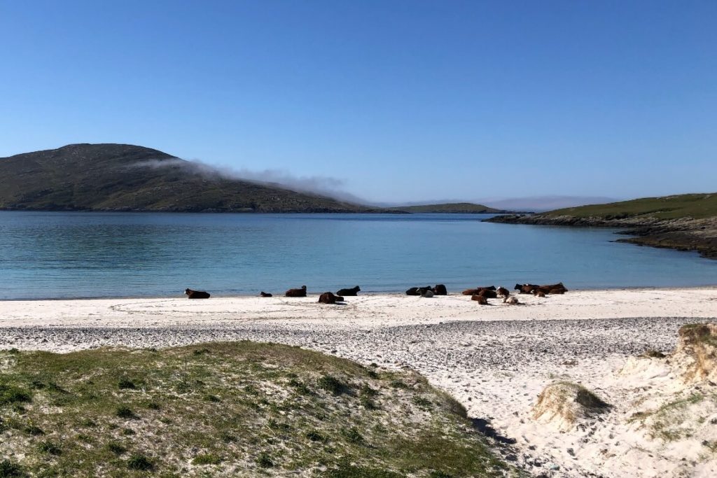 cows sitting on Vatersay beach