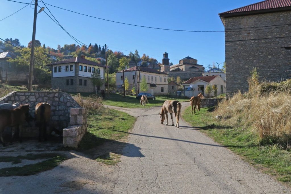 wild horses roaming Lazaropole village