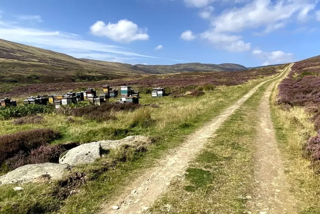 bee hives on the edge of an estate road in Scotland